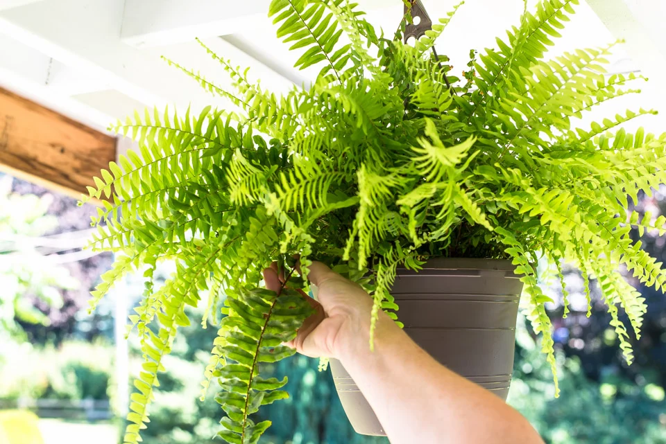 do ferns need sunlight what’s the best environment for these plants (1)