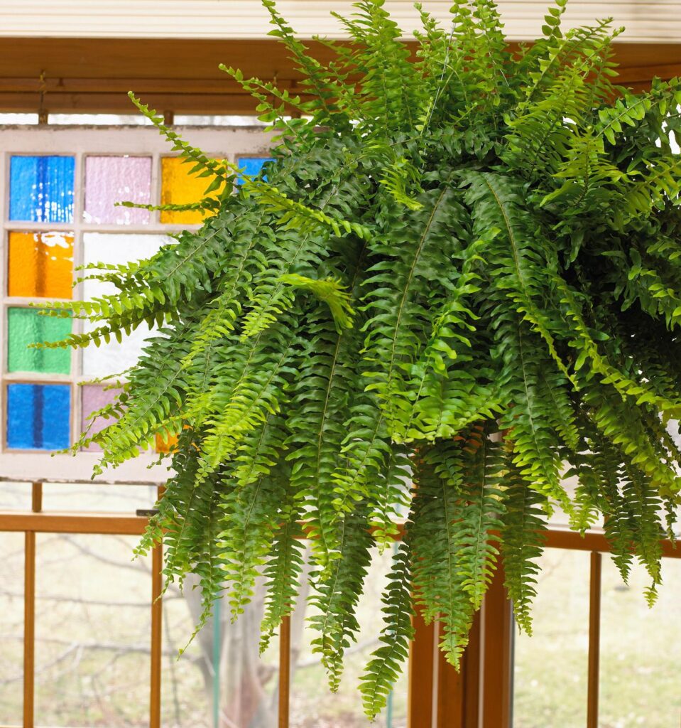 do ferns need sunlight what’s the best environment for these plants (2)