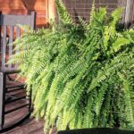 do ferns need sunlight what’s the best environment for these plants (3)