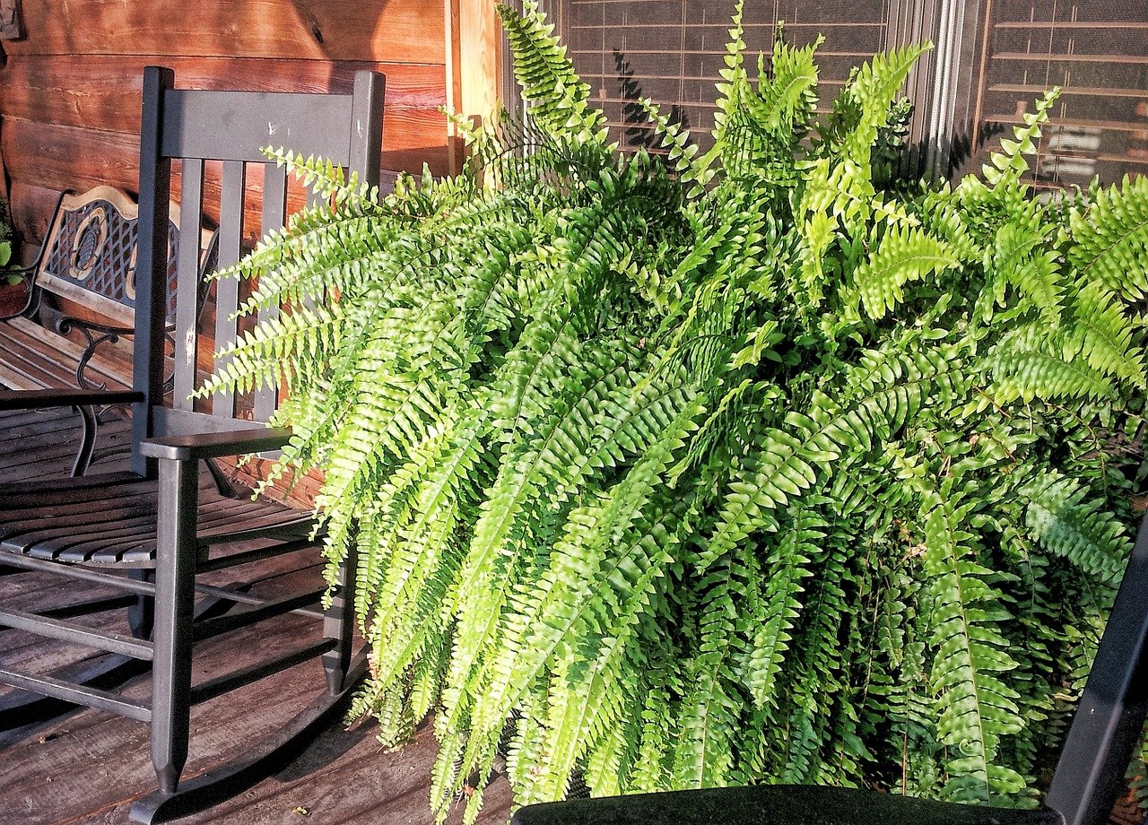 Do Ferns Need Sunlight? What’s the Best Environment for These Plants?
