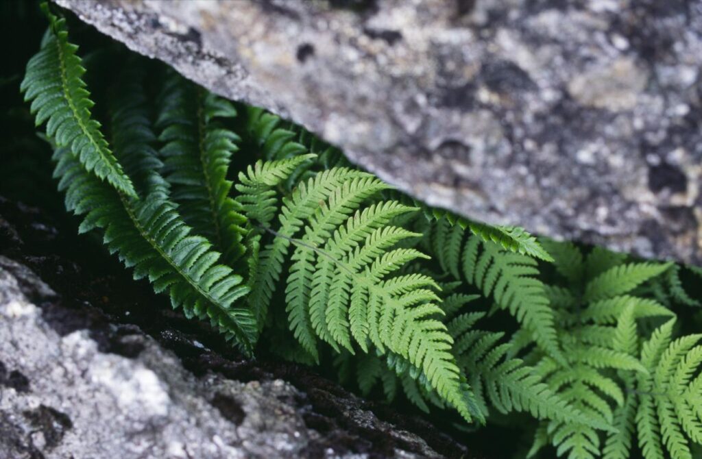 ferns (1)