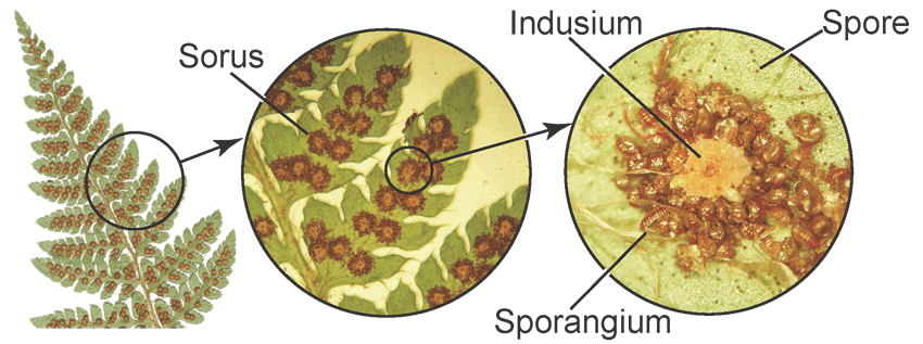 ferns indusia spores