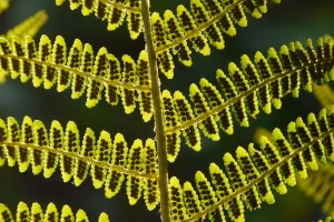 how long does a fern live (1)