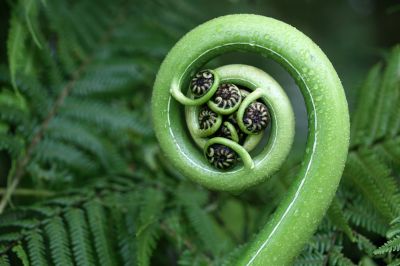 how long does a fern live (1)