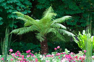 how long does a fern live (2)