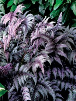 how long does a fern live (3)