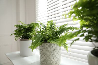 how long does a fern live (4)