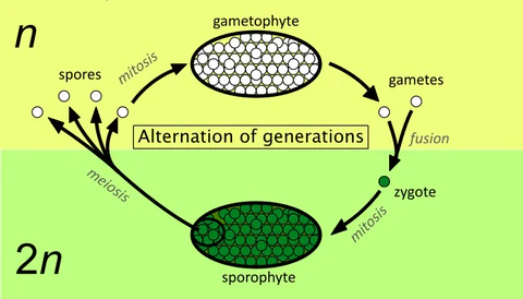 how long does a fern livethe life cycle of ferns (1)