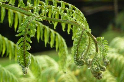 how long does a fern livethe life cycle of ferns (3)