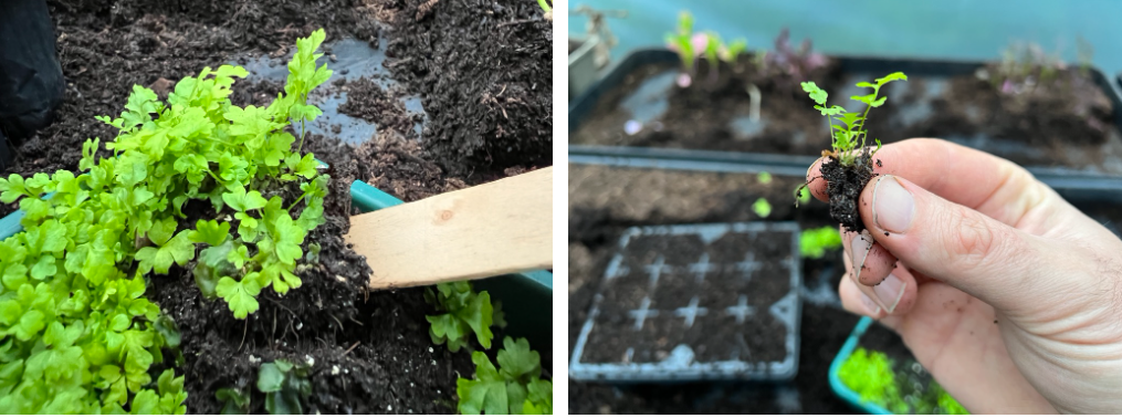 how to grow ferns do ferns have seeds (1)