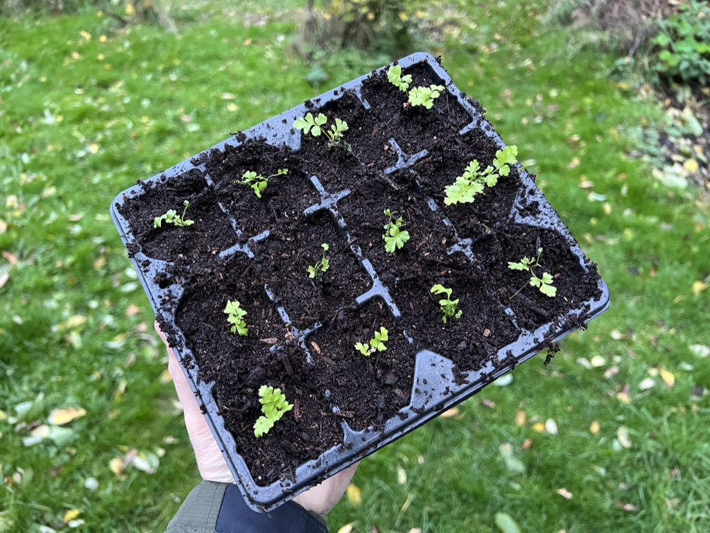how to grow ferns do ferns have seeds (1)