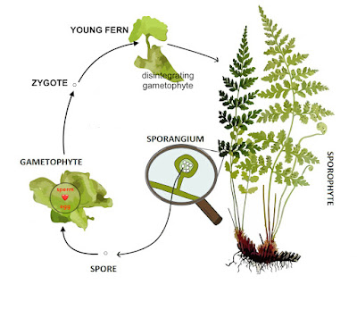 how to grow ferns do ferns have seeds (1)