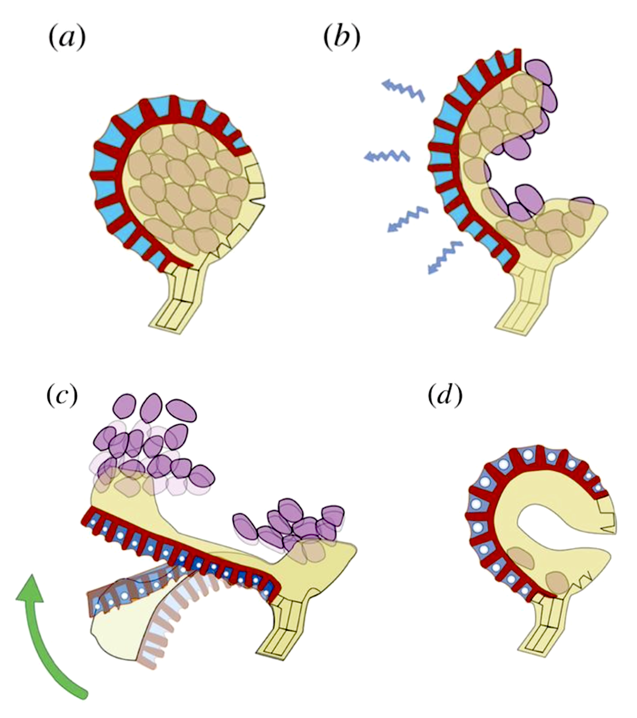 Diagram showing a fern sporangium opening and releasing spores