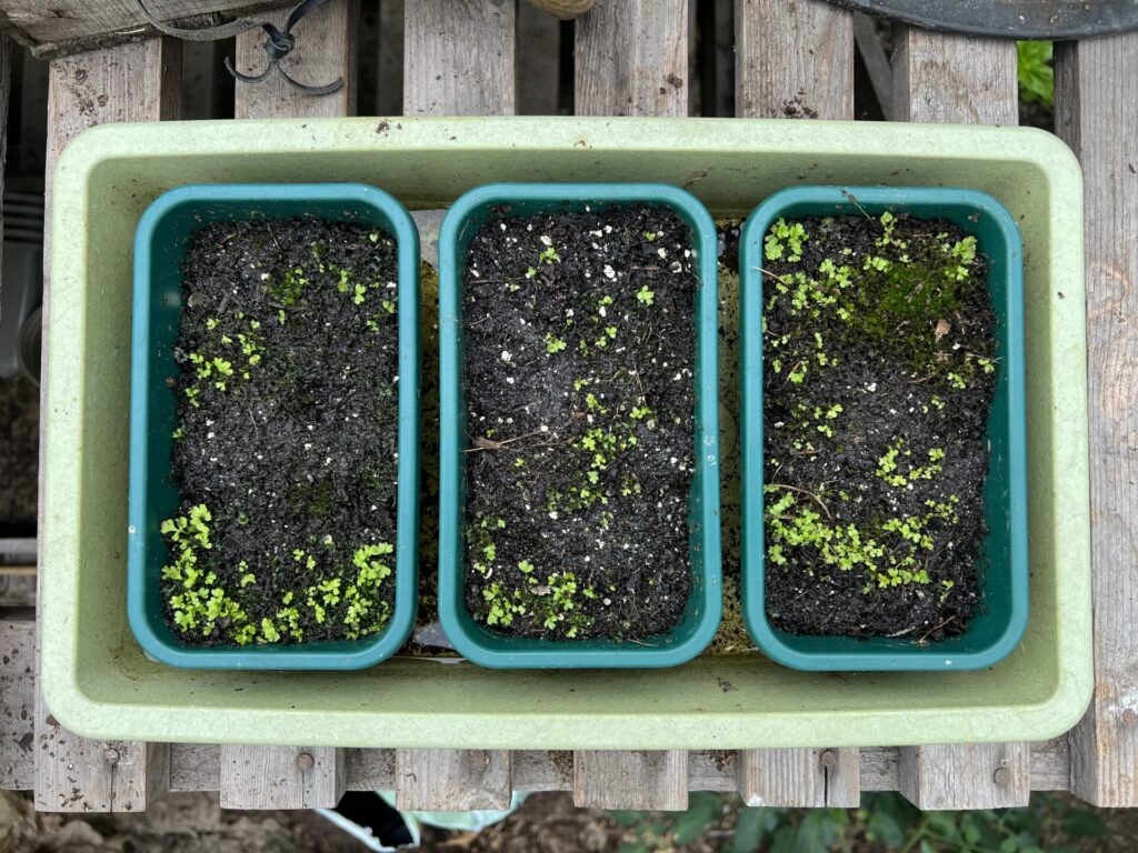 how to grow ferns do ferns have seeds (10)