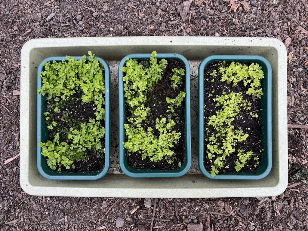 how to grow ferns do ferns have seeds (11)