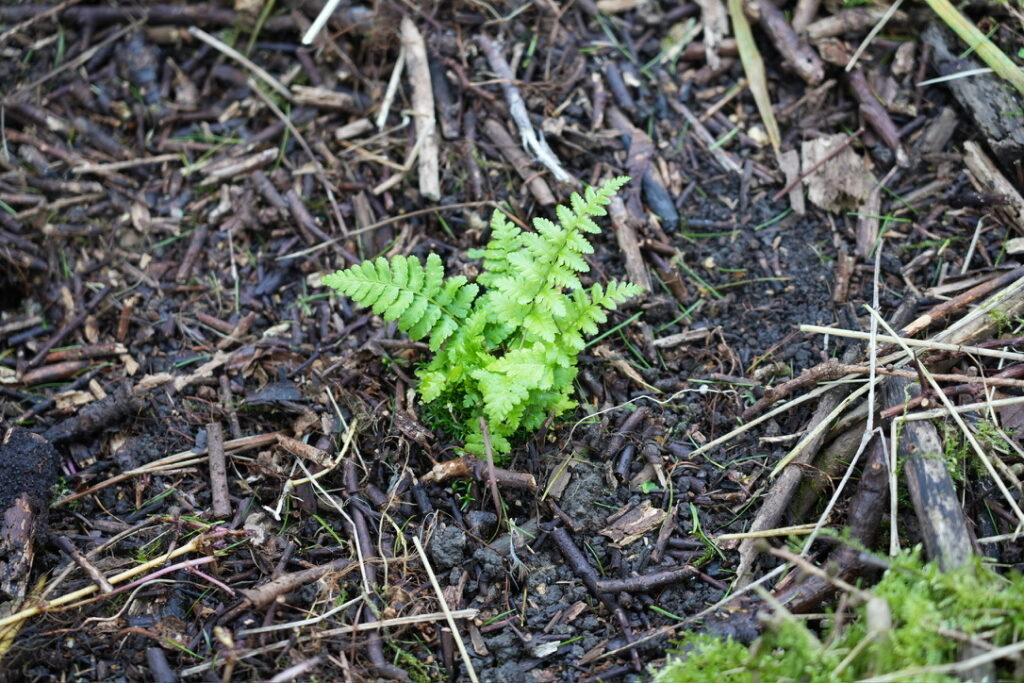 how to grow ferns do ferns have seeds (2)