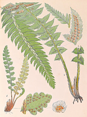 how to grow ferns do ferns have seeds (2)
