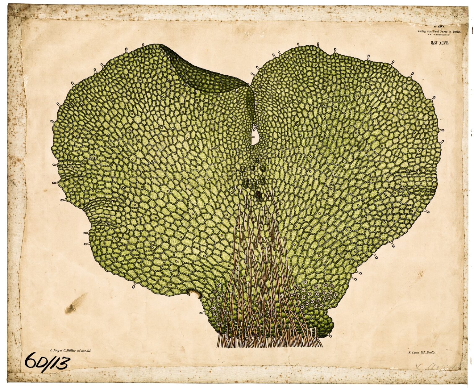 Historical botanical illustration of a heart-shaped fern gametophyte or prothallus