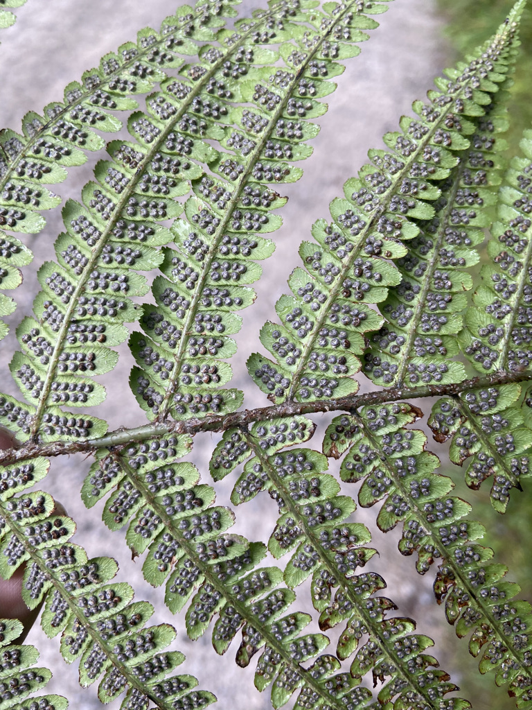 how to grow ferns do ferns have seeds (3)