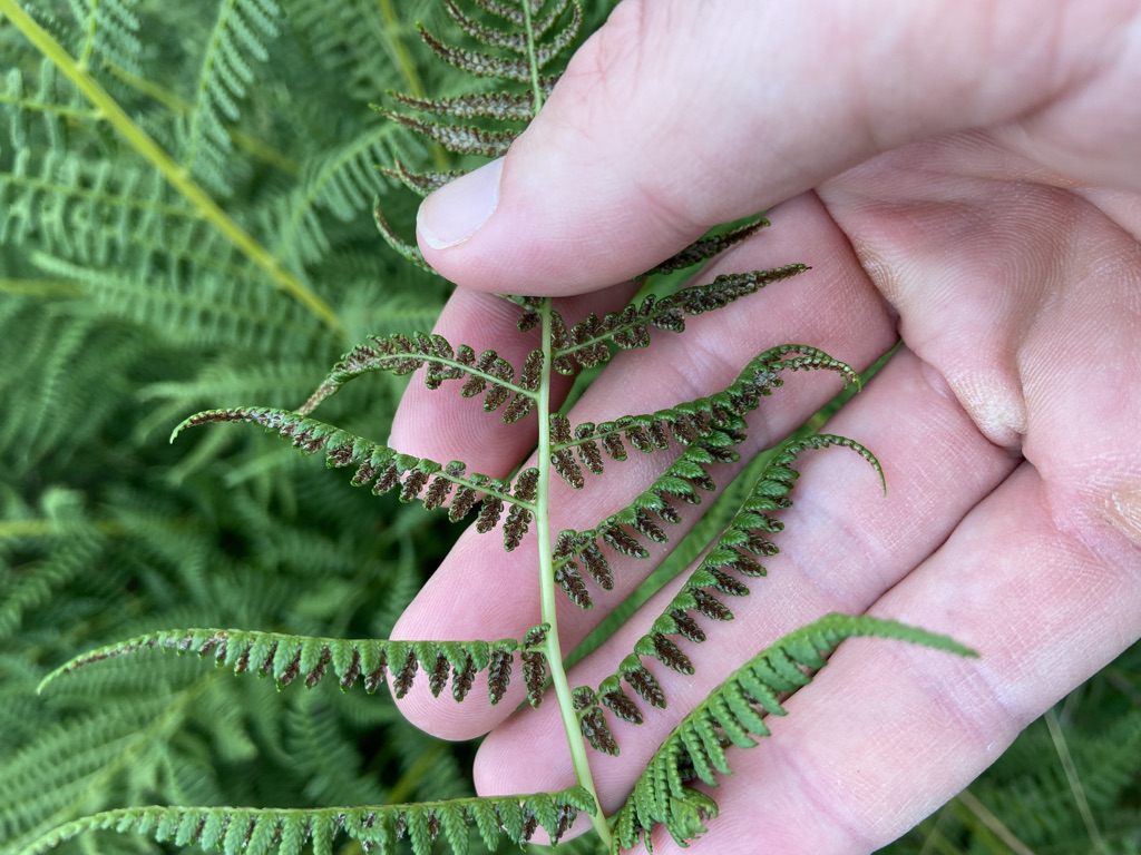how to grow ferns do ferns have seeds (4)