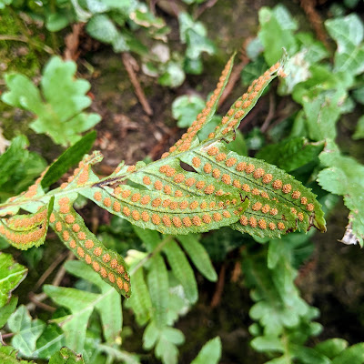 how to grow ferns do ferns have seeds (4)
