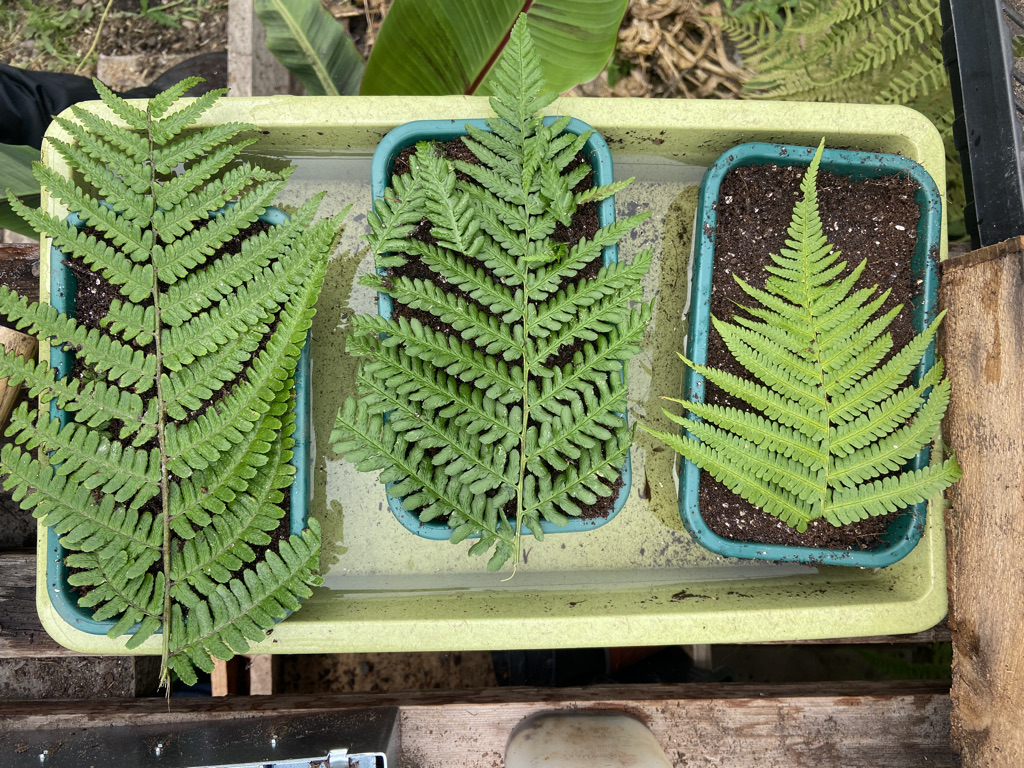 how to grow ferns do ferns have seeds (5)