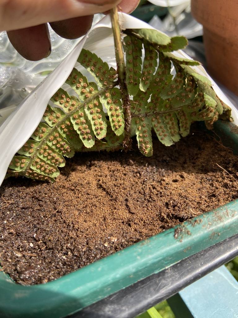 how to grow ferns do ferns have seeds (6)