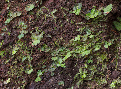 how to grow ferns do ferns have seeds (6)