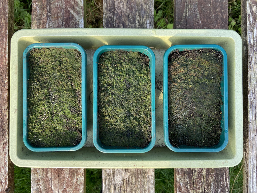 how to grow ferns do ferns have seeds (8)