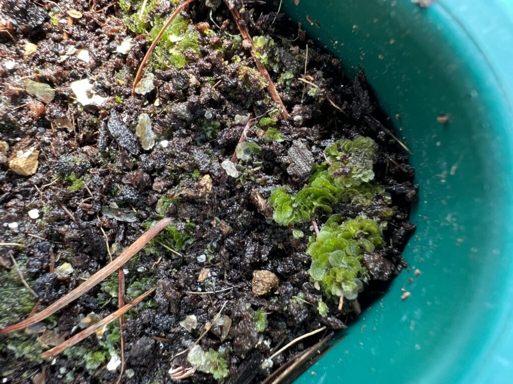how to grow ferns do ferns have seeds (9)