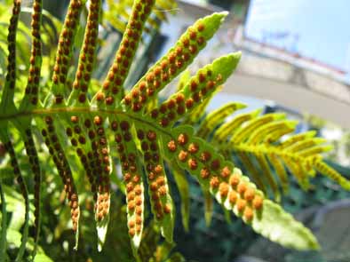 how to grow ferns do ferns have seeds