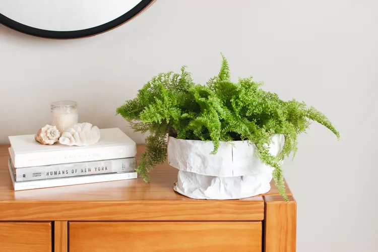 how to take care of a fern (1)