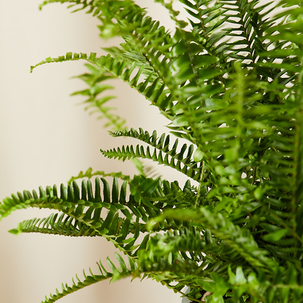 how to take care of a fern (2)