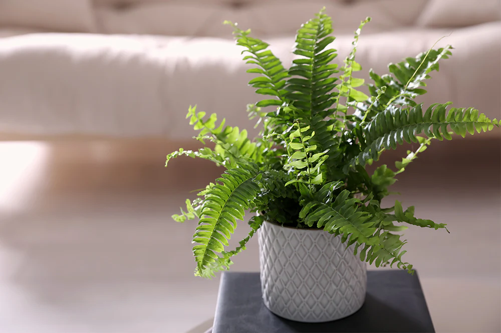 how to take care of a fern (2)