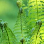 the origin and evolution of ferns