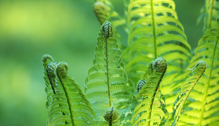 the origin and evolution of ferns