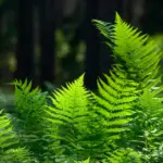 what are ferns (1)