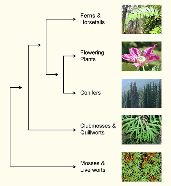 what are ferns (1)