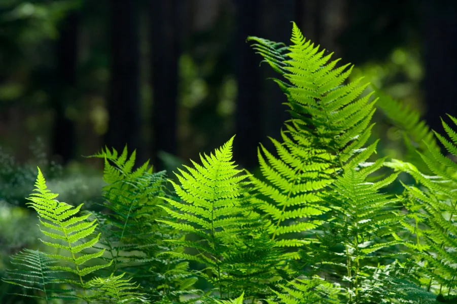 what are ferns (1)