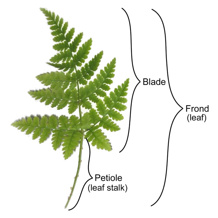 what are ferns (2)