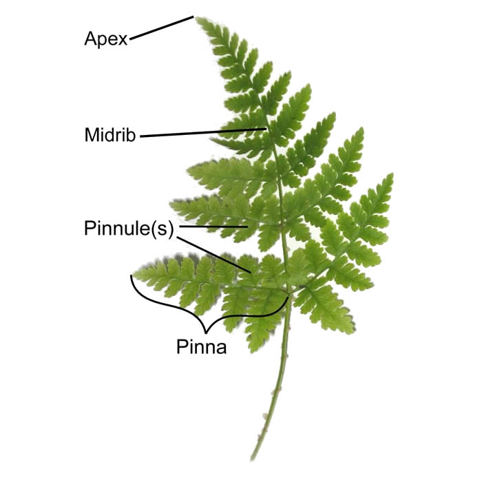 what are ferns (3)
