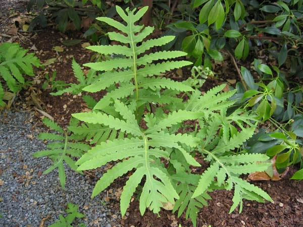 what are ferns (4)