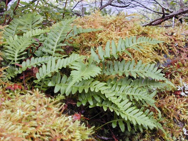 what are ferns (5)