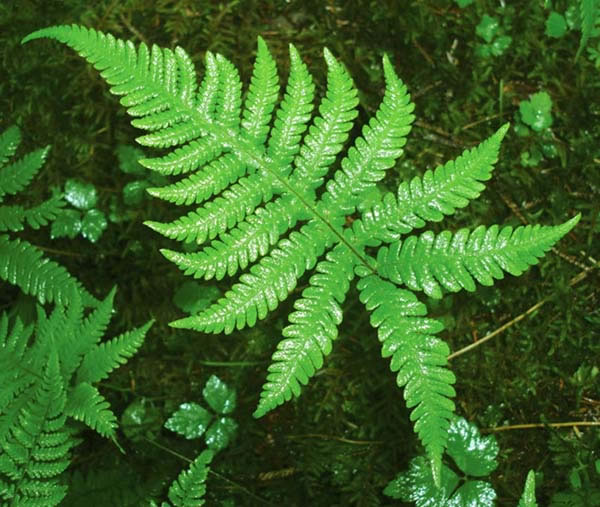 what are ferns (6)