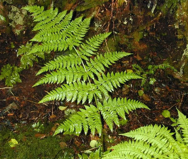 what are ferns (7)