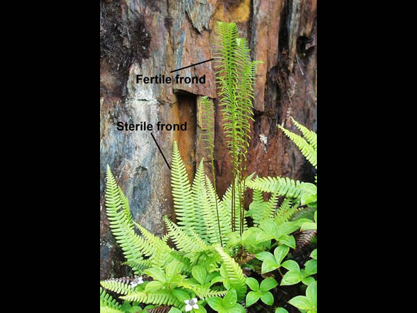 what are ferns (9)