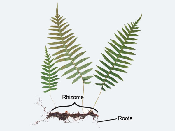 what are ferns