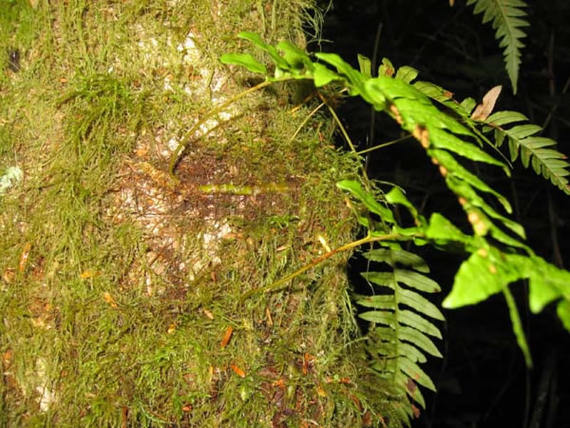 what are ferns1