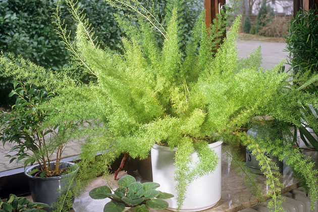 are your house ferns a hidden danger to cats (1)