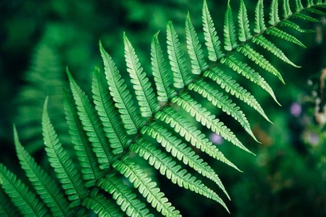 are your house ferns a hidden danger to cats (1)